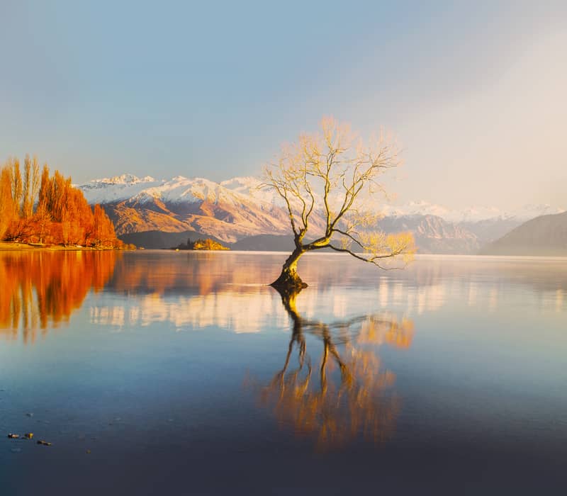 The famous "Wanaka Tree" grows out of the calm waters of Lake Wānaka, reflected perfectly at sunrise with golden autumn trees and snow-capped mountains in the background. Credit: Fine Tours Group