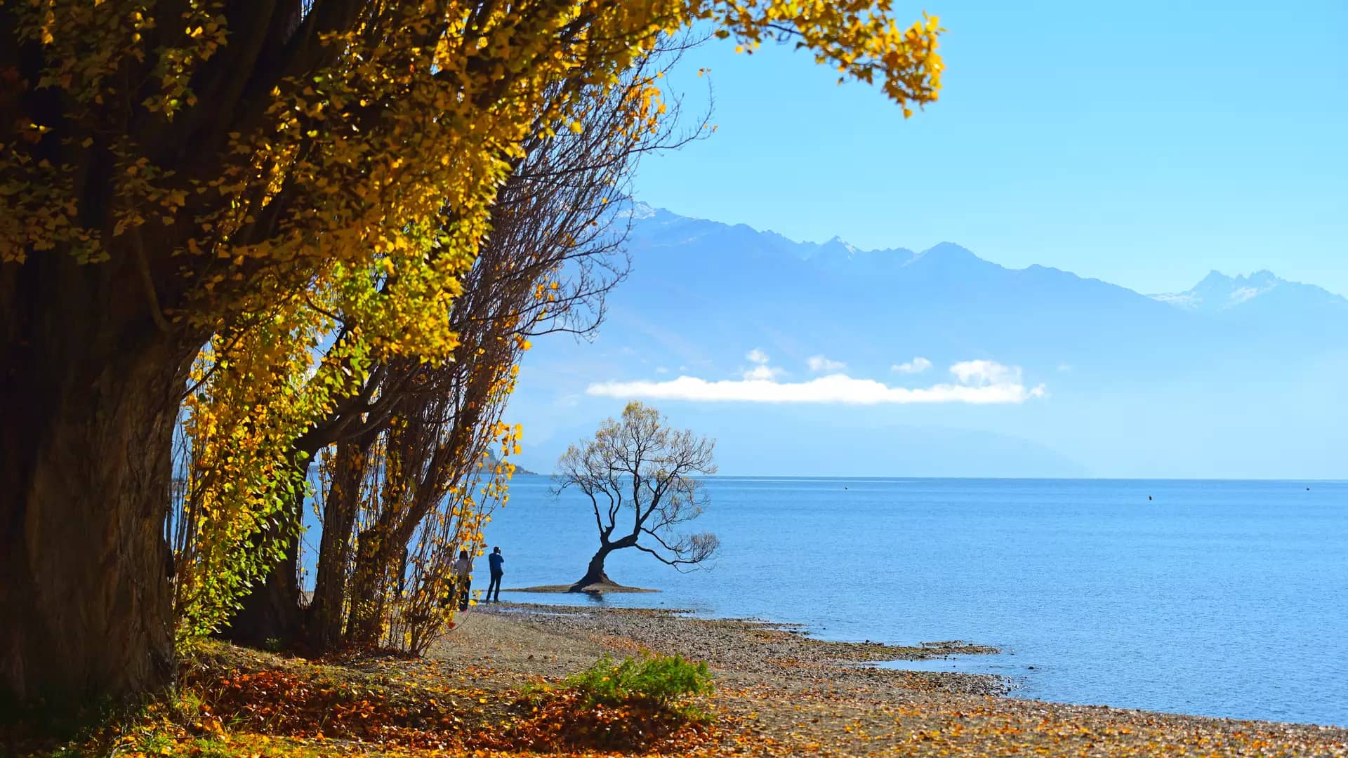 Tree in lake with golden autumn leaves on shore and mountains in background Credit: New Zealand Fine Touring