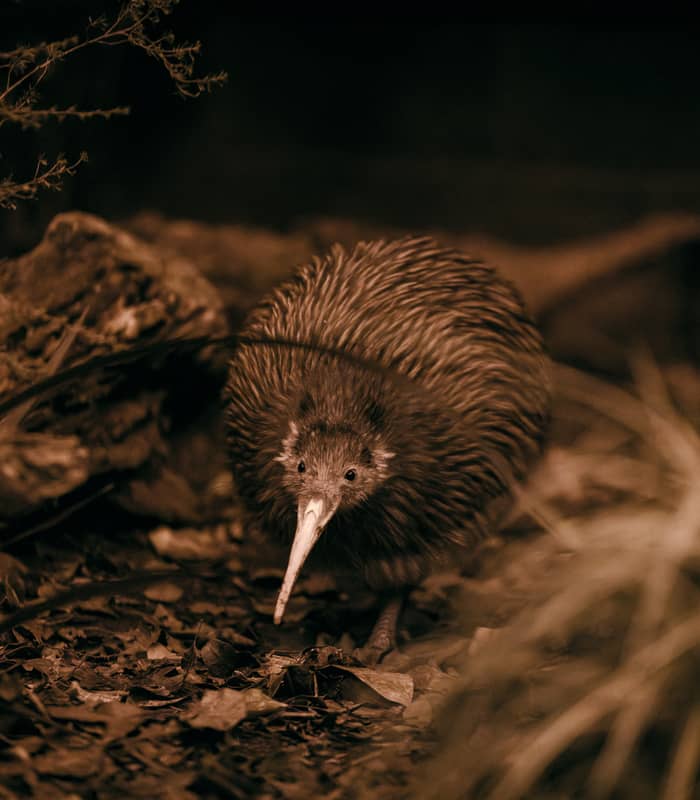 Kiwi bird on forest floor with dry leaves and plants in dim light